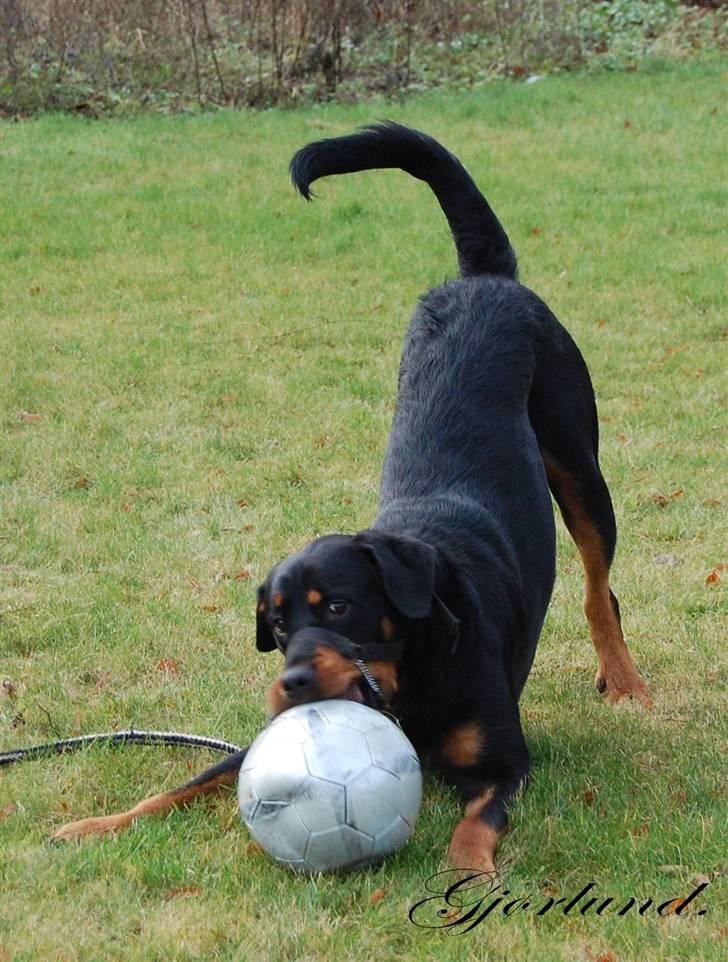 Rottweiler Bob - fotograf: Karoline Gjørlund billede 10