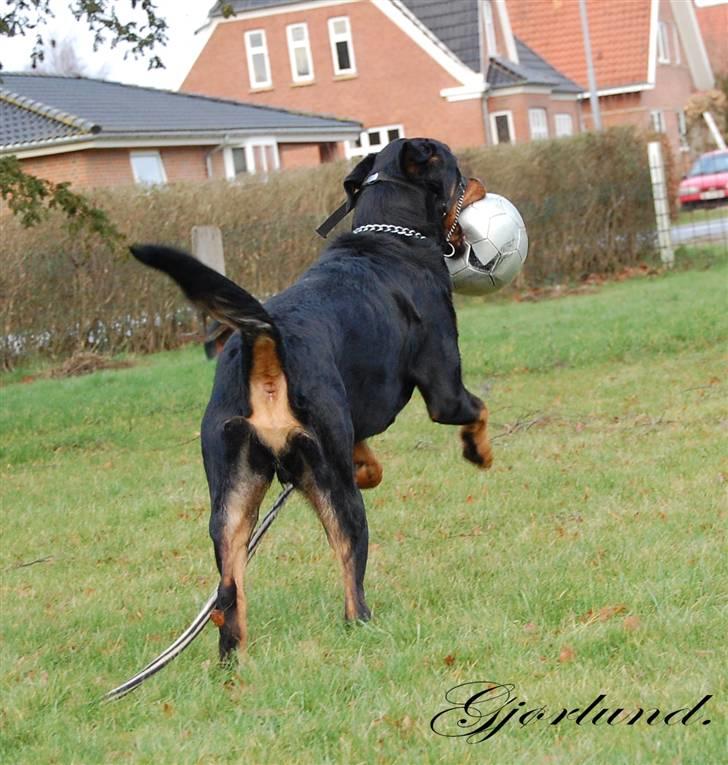 Rottweiler Bob - fotograf: Karoline Gjørlund billede 11
