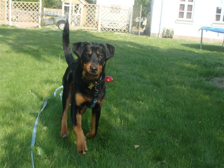 Rottweiler Bob billede 12