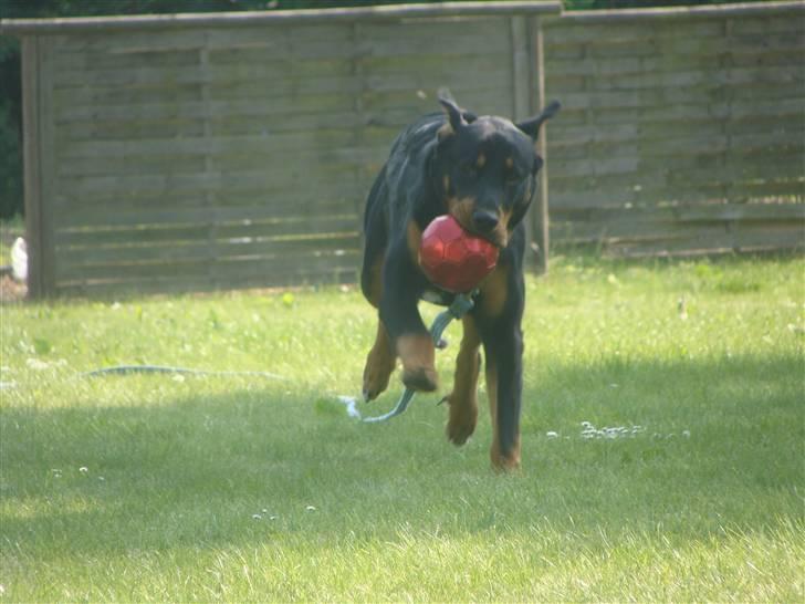 Rottweiler Bob - fotograf: Karoline Gjørlund billede 13