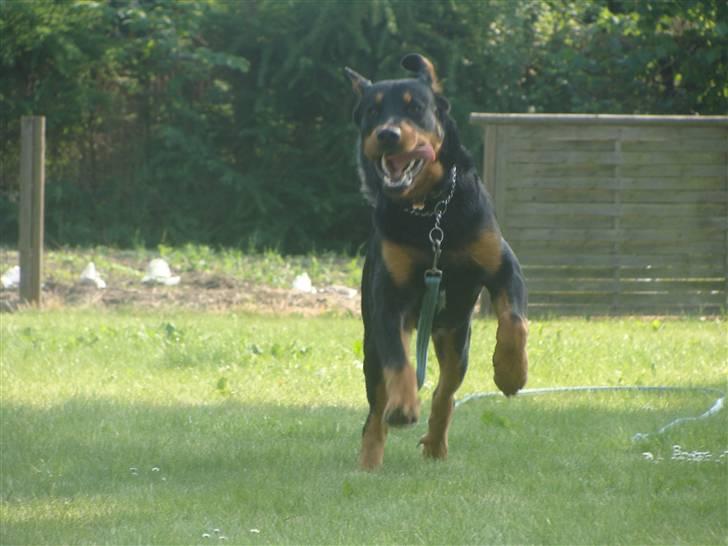 Rottweiler Bob - fotograf: Karoline Gjørlund billede 14