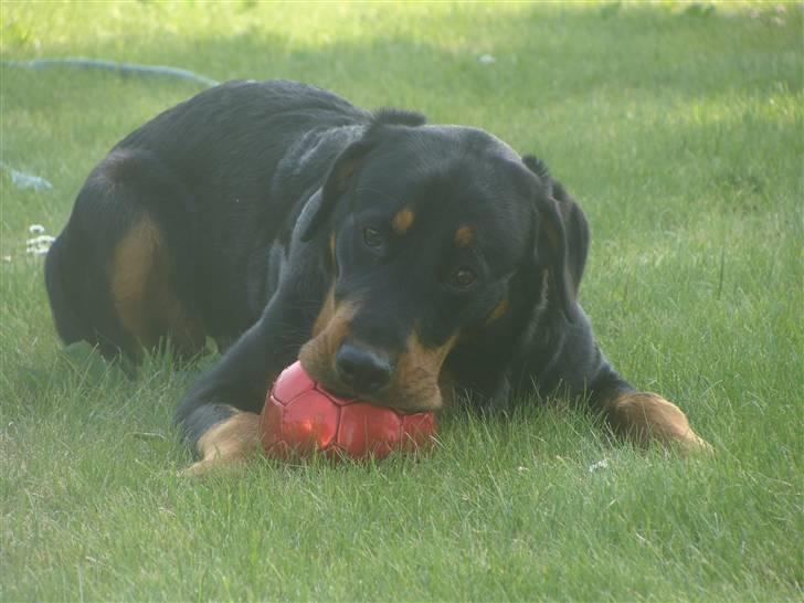 Rottweiler Bob - fotograf: Karoline Gjørlund billede 15