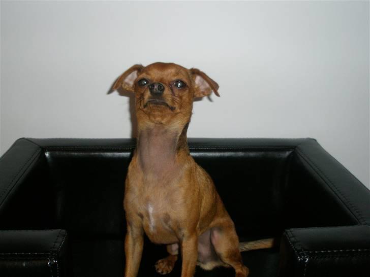 Chihuahua max billede 2