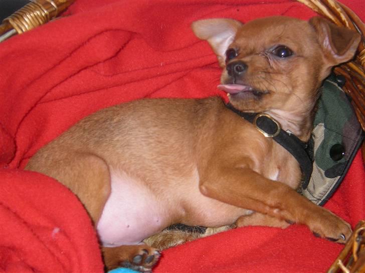 Chihuahua max billede 3