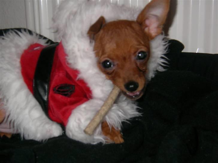Chihuahua max - max som nisse billede 4