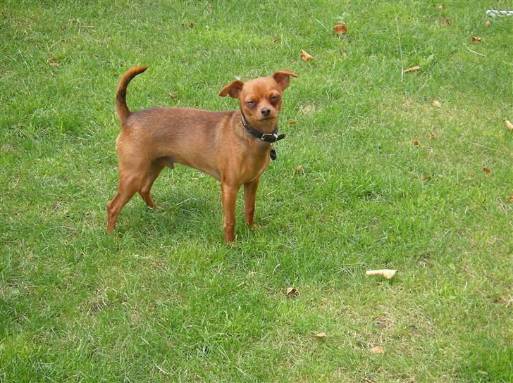 Chihuahua max billede 5