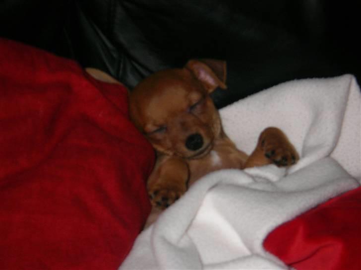 Chihuahua max billede 6