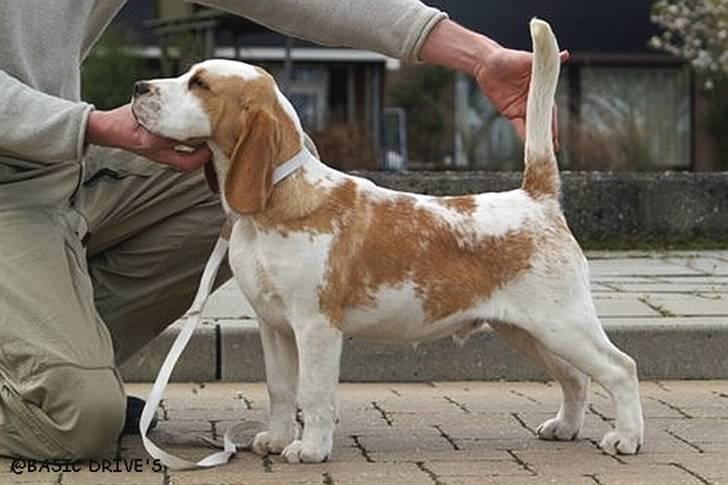 Beagle Gambey - Her er jeg en "lille" hvalp - mor siger, at nu er jeg en "stor" hvalp! billede 5