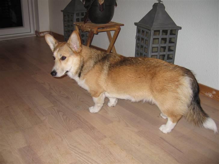 Welsh corgi pembroke Bonnie - Kommer der mon nogle? billede 1