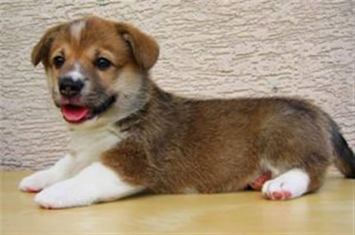 Welsh corgi pembroke Bonnie - Bonnie som lille hvalp billede 2
