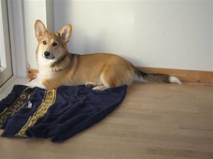 Welsh corgi pembroke Bonnie - Jeg ligger bare her og holder øje med haven billede 3