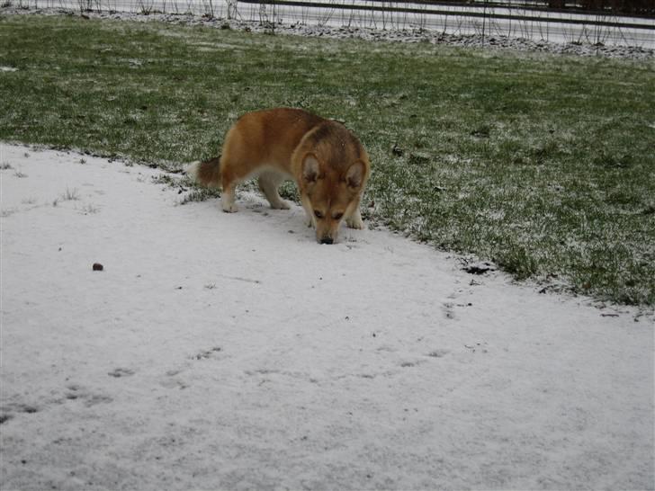 Welsh corgi pembroke Bonnie - Uha da - sne billede 4