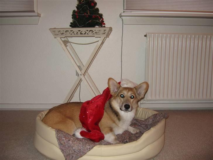 Welsh corgi pembroke Bonnie - Glædelig jul fra mig billede 5