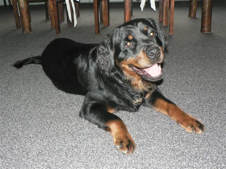 Rottweiler Pepsi - Mit dingse look. billede 9