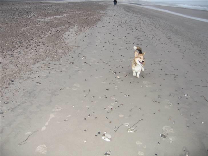 Welsh corgi pembroke Bonnie - Herligt at være på stranden billede 6