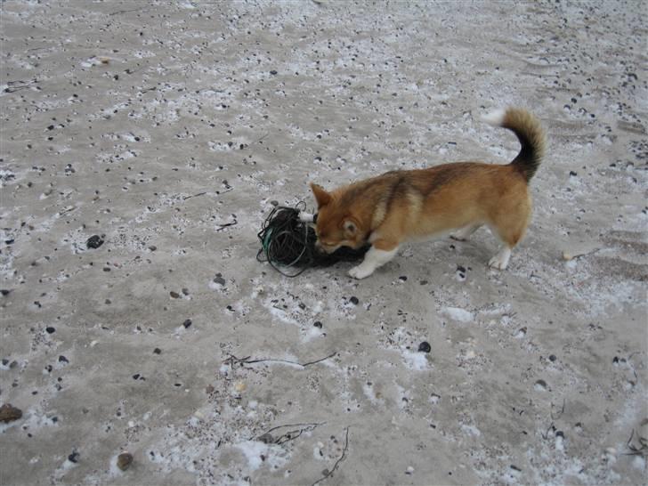 Welsh corgi pembroke Bonnie - Hvad er dog det??? billede 7