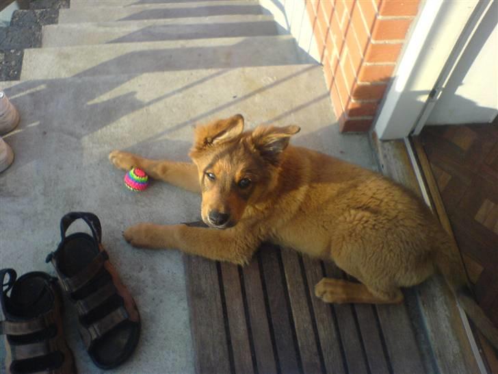 Blanding af racer bandit billede 2