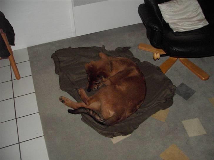 Blanding af racer bandit billede 3