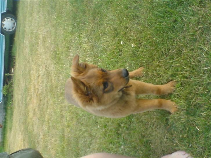 Blanding af racer bandit billede 4