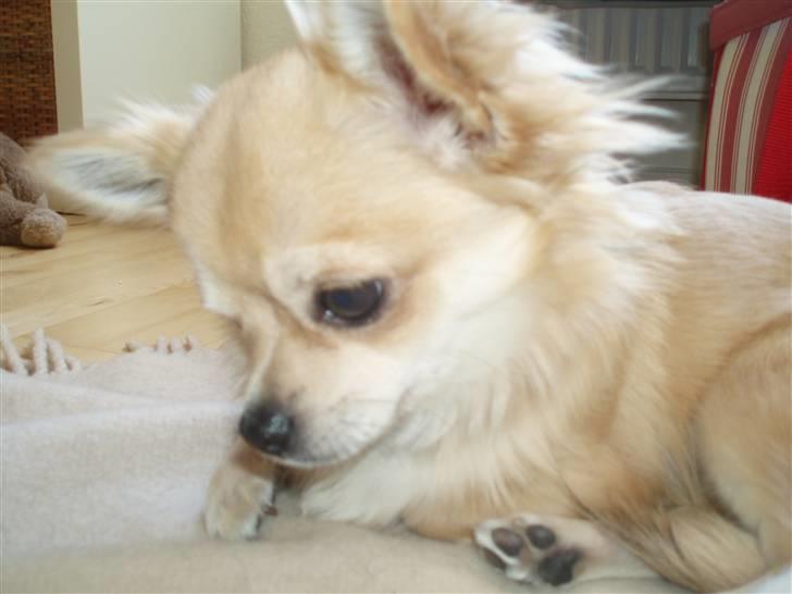 Chihuahua Bonzo billede 1