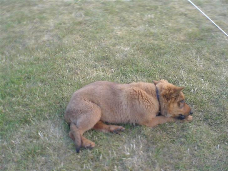 Blanding af racer bandit billede 5