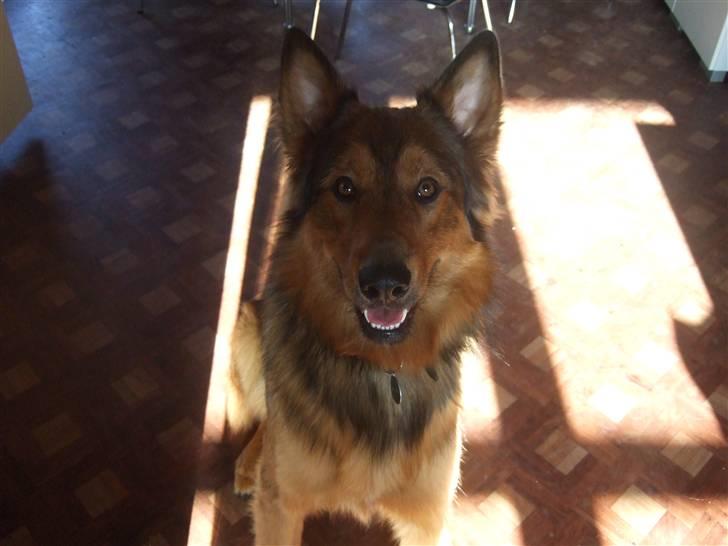 Blanding af racer bandit billede 6