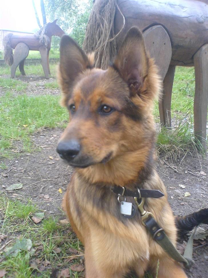 Blanding af racer bandit billede 7