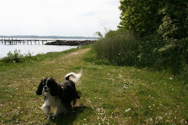 Cavalier king charles spaniel  Gibson  - "ahh det er dejligt at være ved stranden" Maj 08 billede 18