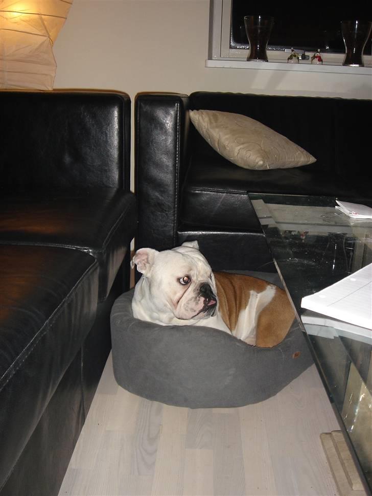 Engelsk bulldog Brisse billede 20