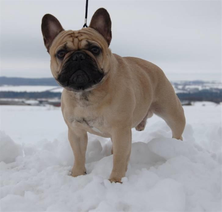 Fransk bulldog Boris billede 9