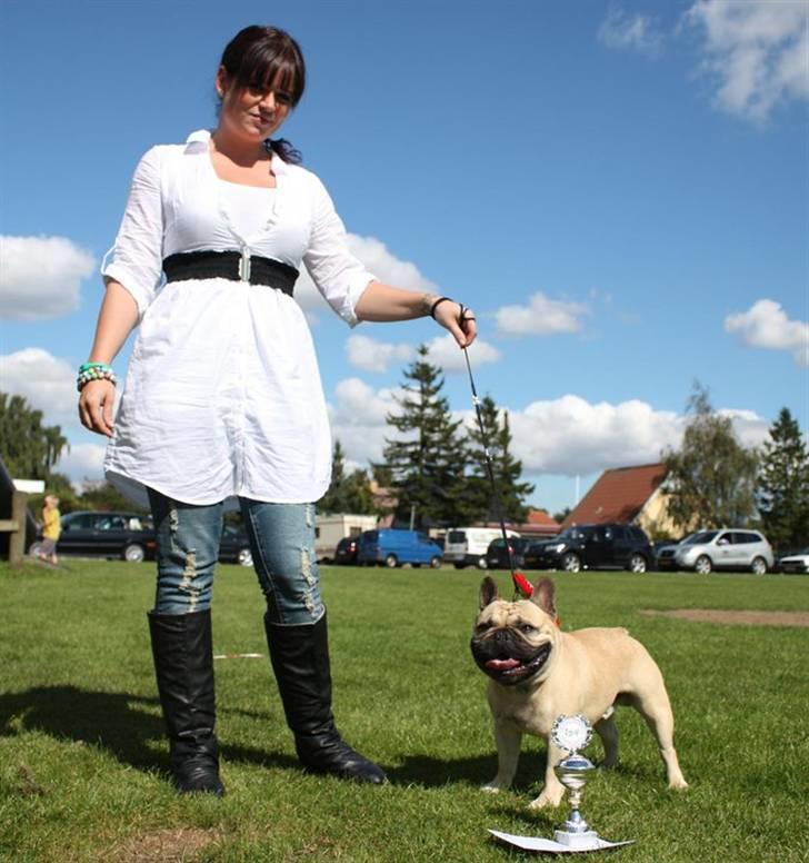 Fransk bulldog Boris billede 10