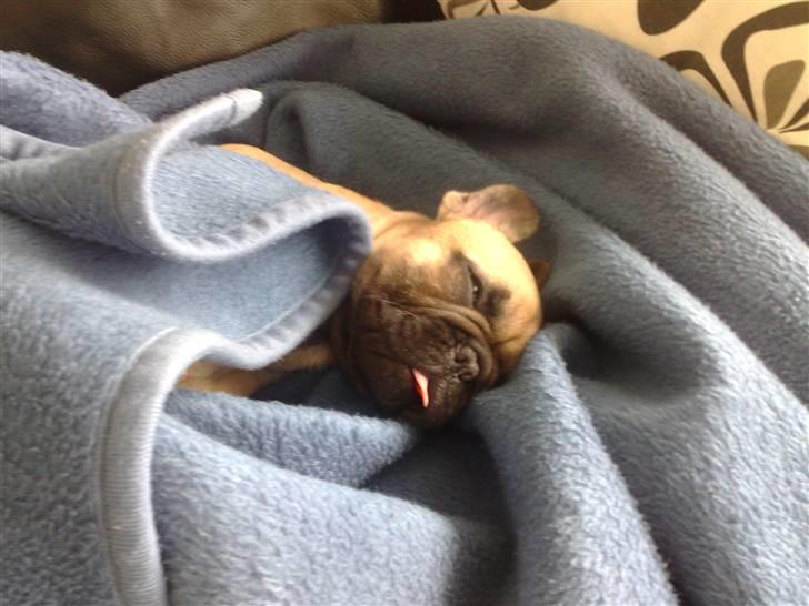 Fransk bulldog Boris billede 11