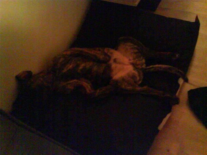 Boerboel Anasha Zanto - når man sover bedst. billede 7