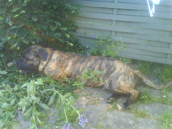 Boerboel Anasha Zanto - en tur i haven. billede 8