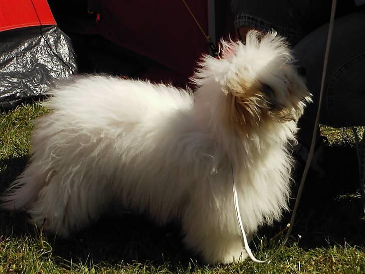 Coton de tulear Jegums Princess Cuti Pie - D. 25/5 2008 billede 13