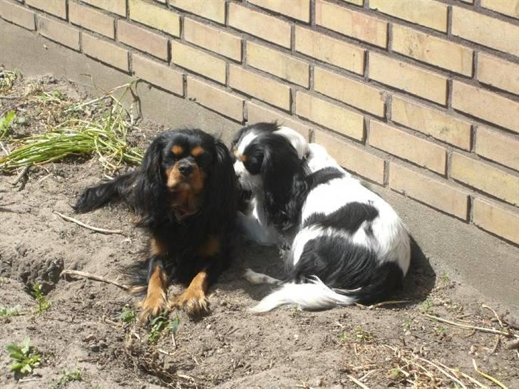 Cavalier king charles spaniel Freja ( RIP) billede 12