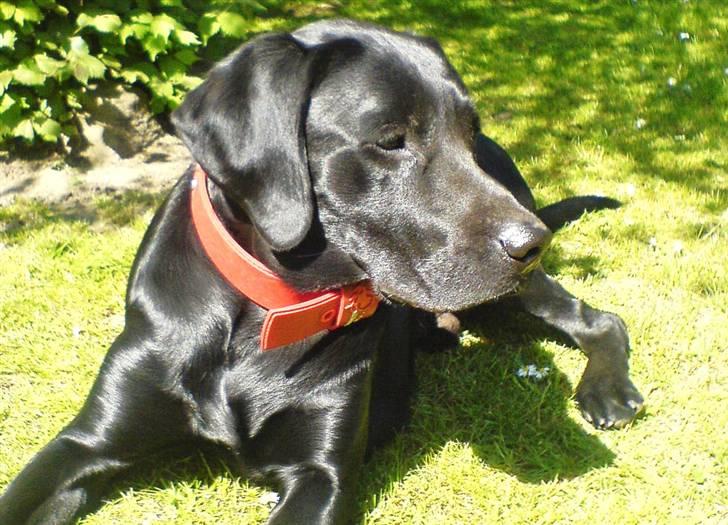 Labrador retriever Samson billede 17