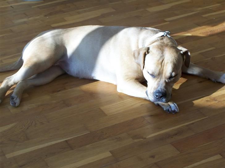 Amerikansk staffordshire terrier Bella billede 11