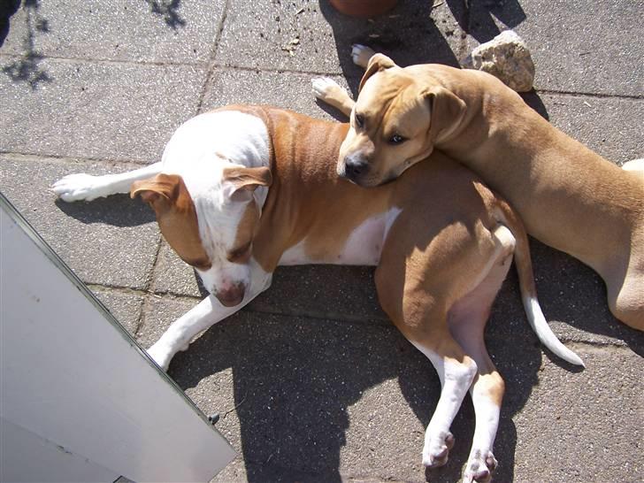 Amerikansk staffordshire terrier Bella billede 12