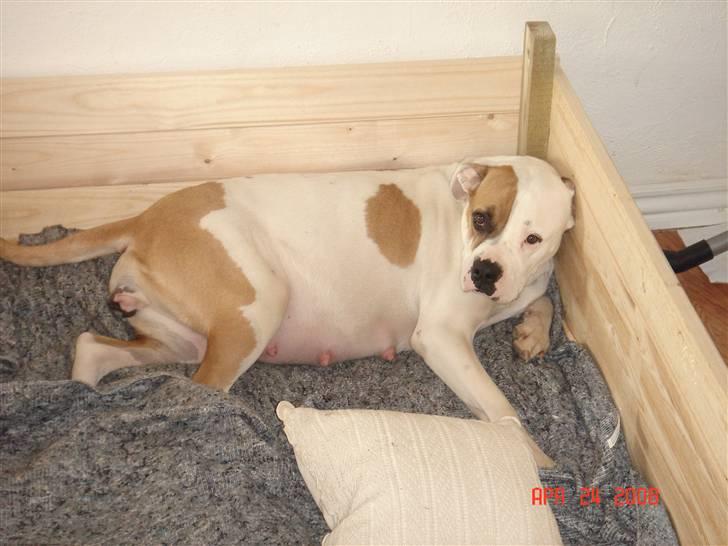 Amerikansk bulldog Lady billede 9