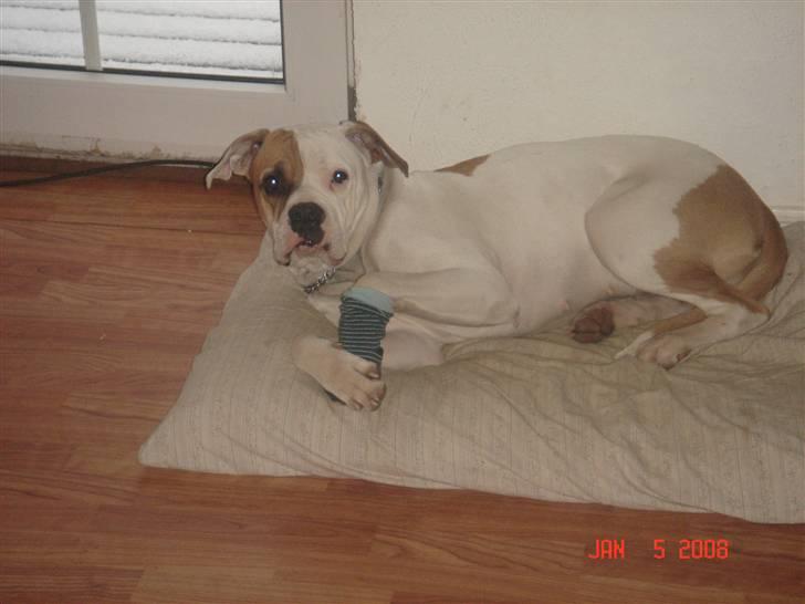 Amerikansk bulldog Lady billede 10