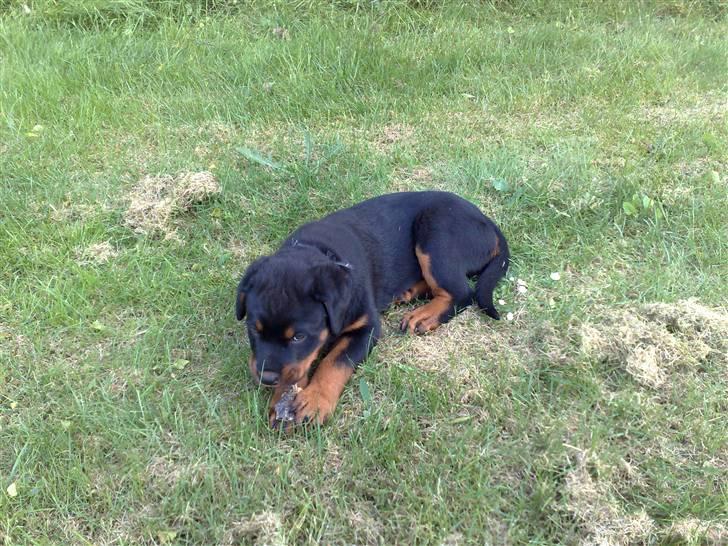 Rottweiler house of chaiyos basse    *RIP 2009* - Endelig ude og lege i haven. Det er bare skont billede 14