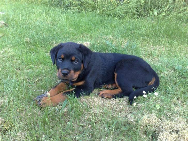 Rottweiler house of chaiyos basse    *RIP 2009* - Tager du bill af mig hihi billede 15