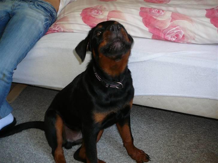 Rottweiler house of chaiyos basse    *RIP 2009* - Jeg kan altså godt "halse" billede 16