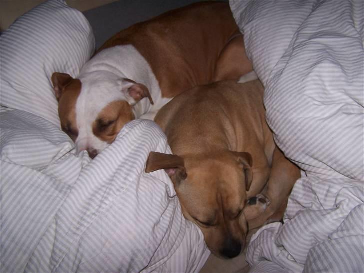 Amerikansk staffordshire terrier Bella billede 13