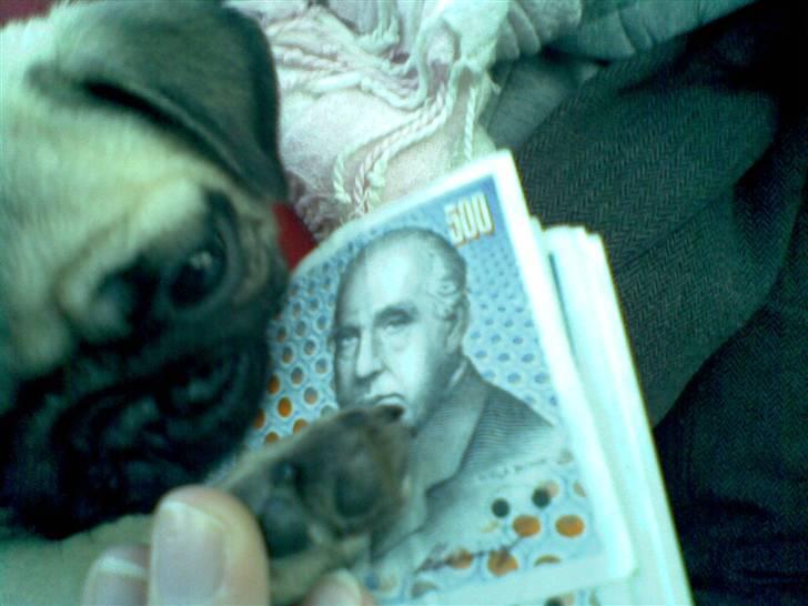 Mops Berta - Mmm, det er guf :) billede 20
