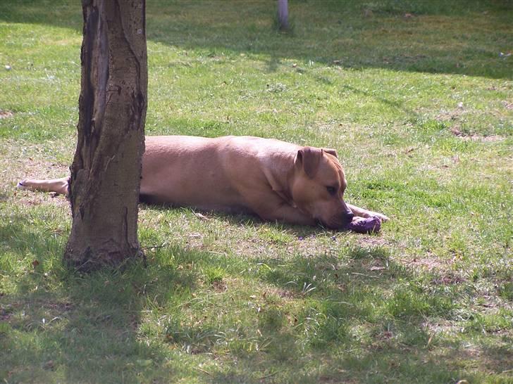 Amerikansk staffordshire terrier Bella billede 14