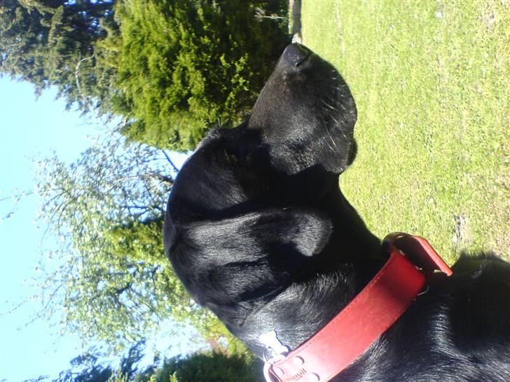 Labrador retriever Samson billede 18