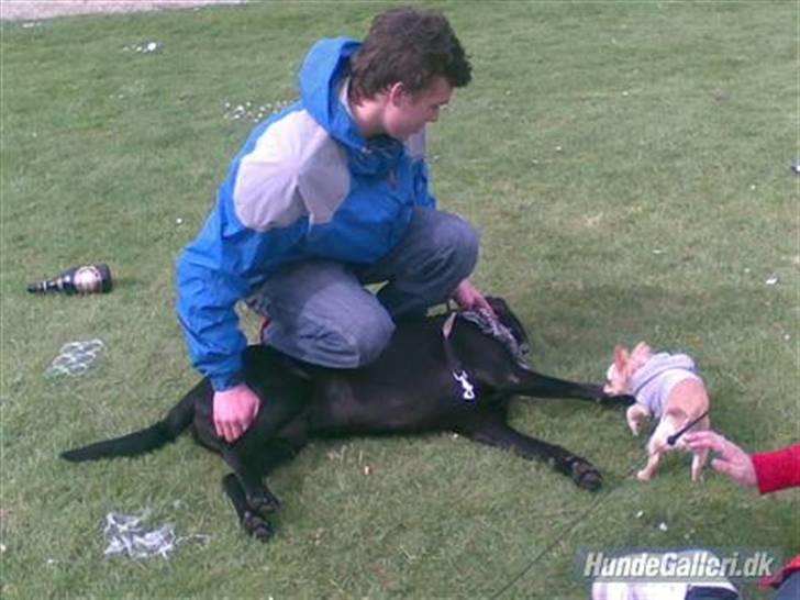 Labrador retriever Samson billede 20