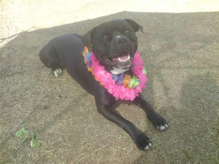 Blanding af racer Falko - Flot dreng på Hjallerup Marked billede 1